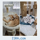 Шотландские котята.