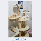Шотландские котята.