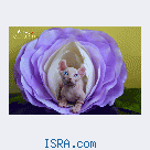 Котята Sphynx, Elf,  DWELF.