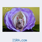 Котята Sphynx, Elf,  DWELF.