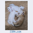 Шотландские котята.