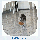 Потерялась кошка Нашедшему вознаграждени