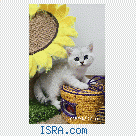 Шотландские котята.