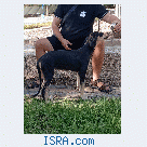 Щенок салюки