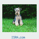 Продаются щенки лейкленд терьера