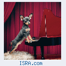 Той терьер русский той