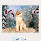 котята мейн кун