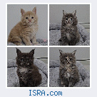 Котята мейн кун