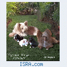 китайская Хохлатая собачка