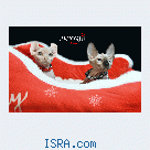 Котята Sphynx, Elf