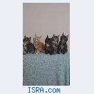 Котята мейн кун