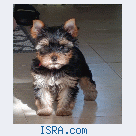 Щенки йорка