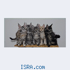 Котята мейн кун