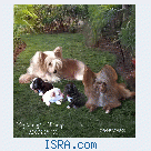 китайская Хохлатая собачка