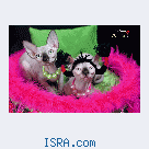 Котята Sphynx, Elf