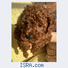 щенки карликого пуделя