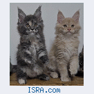 Котята мейн кун