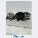 Шотландские котята.