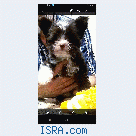 Китайские Хохлатые собачки