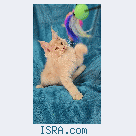 Котята мейн кун