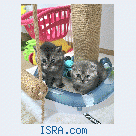 Котята для вас