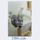 Шотландские котята.