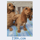 Английский кокер спаниель