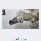 Шотландские котята.