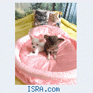 Щенки Чихуахуа и Японского Хина