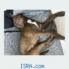 Отдам питбуля в опытные и хорошие руки