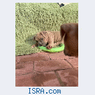 American Bully Pocket