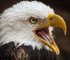 США не нужно разрешение Израиля, чтобы заключать договоренности с хуситами 