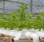 В Израиле создали растение, производящее сразу пять психоделических соединений