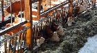 В Израиле зафиксирован первый случай редкой кожной инфекции: что известно о дерматофилезе