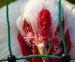 Исследование: опасная болезнь обрела новую силу 