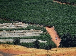 Ливанские террористы могут поддержать перемирие 