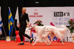 В Тель-Авиве прошла Международная выставка собак