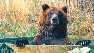 Животные в мире и на войне