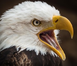 США не нужно разрешение Израиля, чтобы заключать договоренности с хуситами 