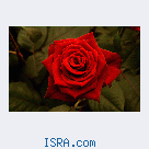 Ищу женщину-партнера для