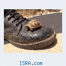 Знакомство и милуим