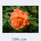 Знакомство с женщиной