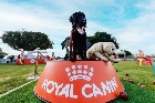 В Рамат-Гане прошел ROYALAND - праздник для любителей собак