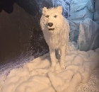 Весной 2026 в Израиль приходит…Антарктика и Арктика