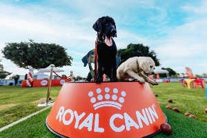 В Рамат-Гане прошел ROYALAND - праздник для любителей собак