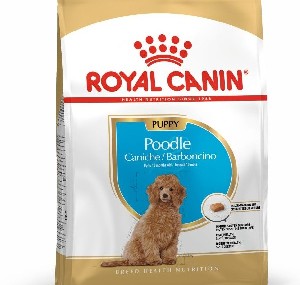 Щенок пуделя в доме: чем и как кормить Щенок пуделя в доме: чем и как кормить