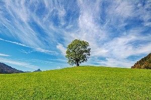 Кенийская активистка провела 72 часа в объятиях с деревом и побила рекорд Гиннесса