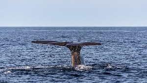 Средиземное море выбросило на пляж Зиким тушу кашалота