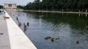 У мемориала Линкольна в Вашингтоне установили золотой унитаз