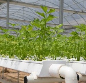 В Израиле создали растение, производящее сразу пять психоделических соединений В Израиле создали растение, производящее сразу пять психоделических соединений